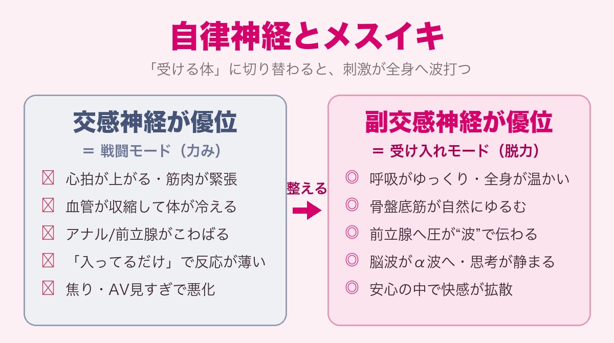 自律神経とメスイキの図