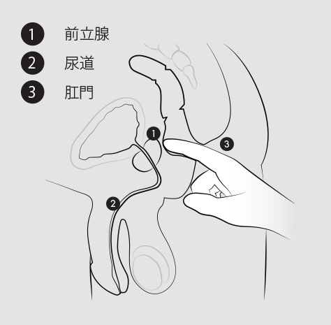 前立腺・尿道・肛門の位置を示す解説図（アネロス公式）