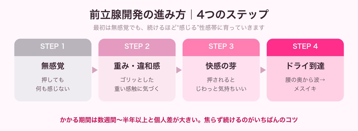 前立腺開発の進み方を示した4ステップの図（無感覚→重み→快感の芽→ドライ到達）