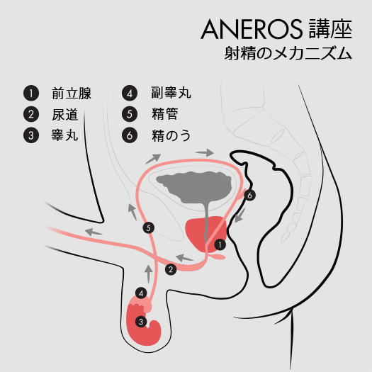 射精のメカニズムを示すアネロス公式の解説図