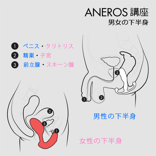 男女の下半身の構造を比較したアネロス公式の断面図