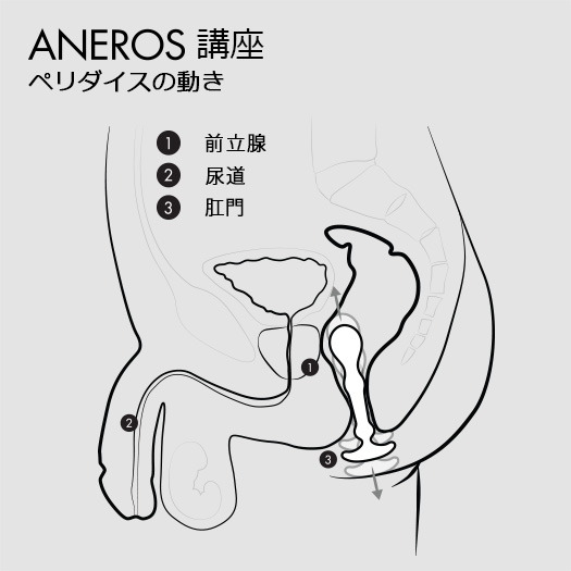 ペリダイスの動きを示すアネロス公式の図